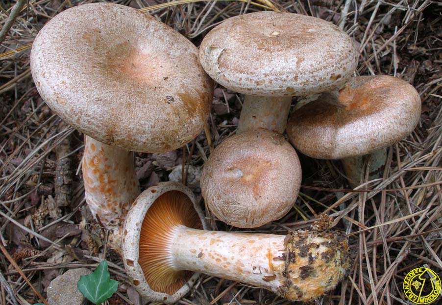 www.aranzadi.eus/fileadmin/images/micologia/Eskaneatuak/08_digital/lactarius_quieticolor_jmm_081012_3002051.jpg