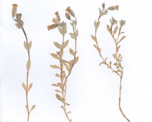 Pliego antiguo de Silene uniflora subsp. thorei, especie ya extinta en Gipuzkoa.