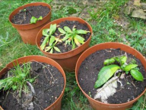 Plantas de Arnica montana y Cirsium heterophyllum cultivadas a partir de material vegetativo (Fraisoro)