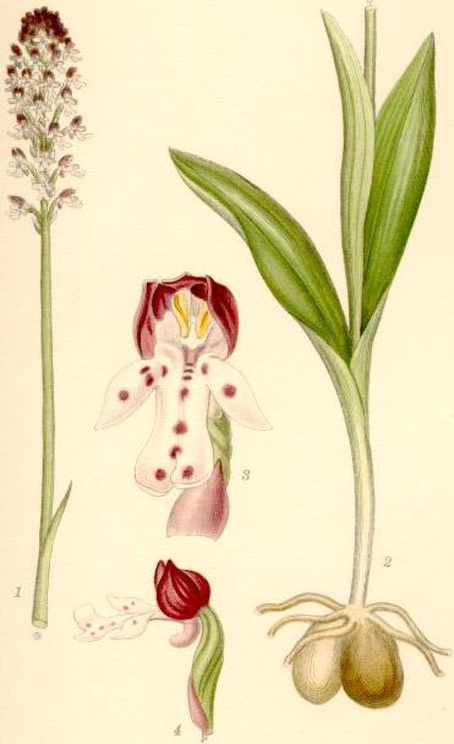 Orchis ustulata espeziearen ilustrazioa. Iturria: Wikimedia commons