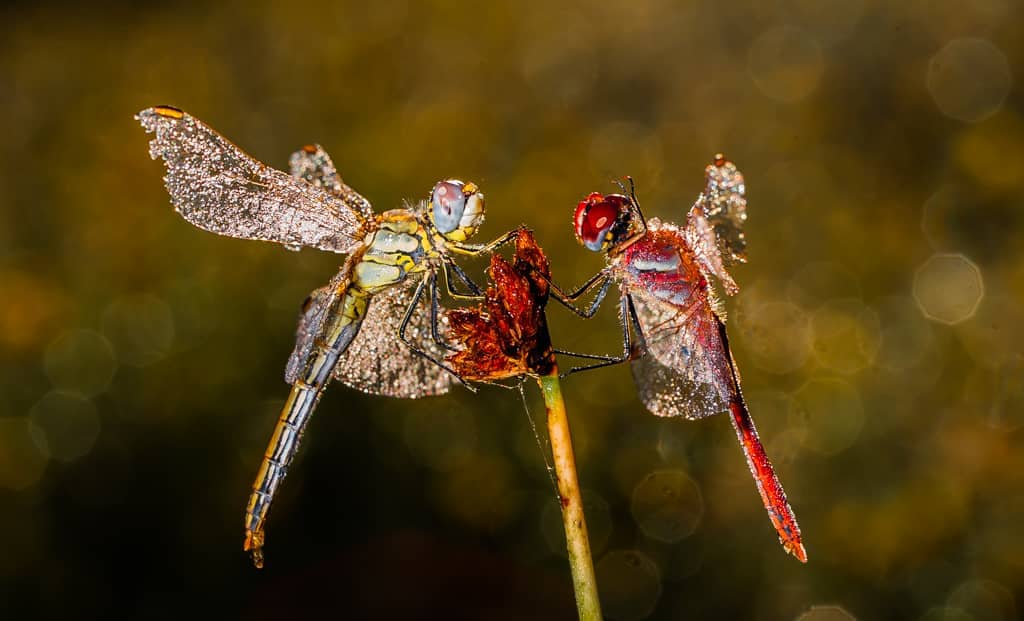 Diamantes en la madrugada