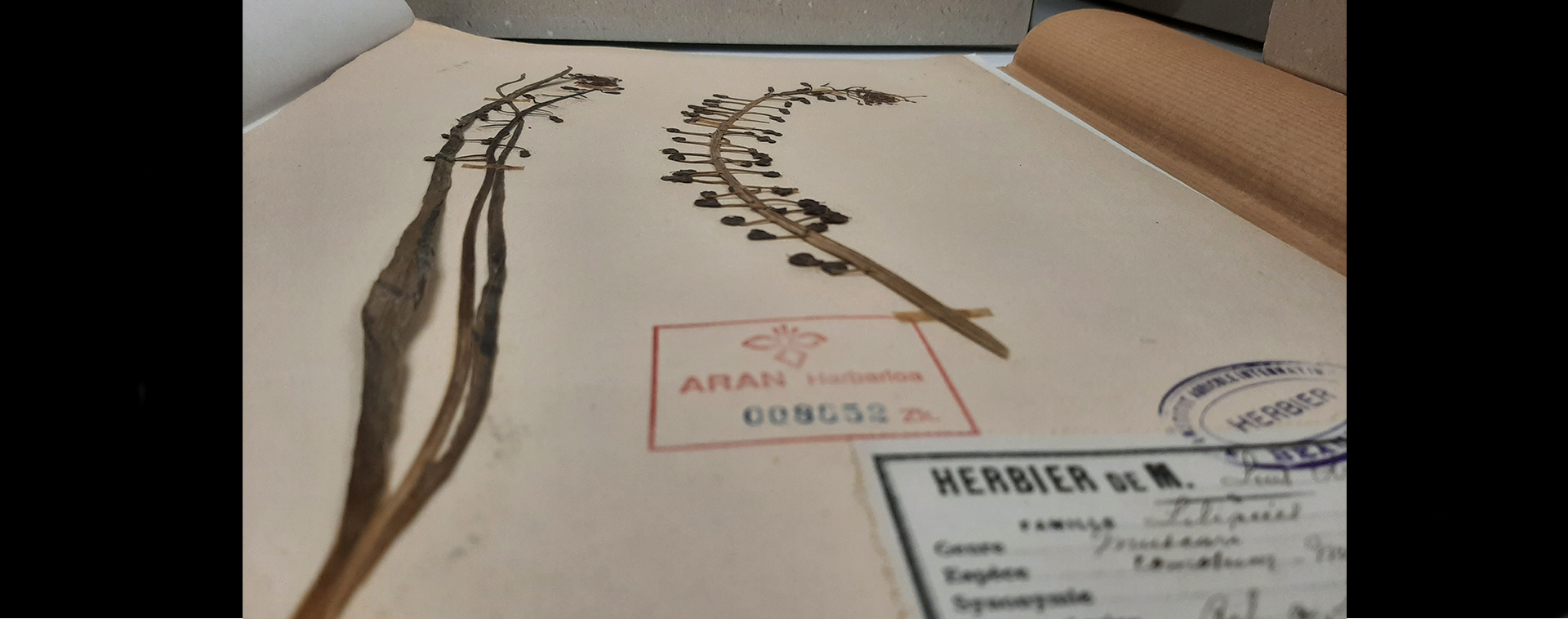 El pliego más antiguo de nuestro herbario ARAN cumple 113 años?