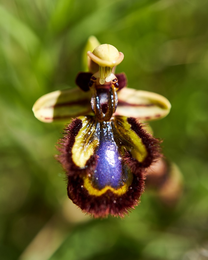 Orquídeas Forestal – Planta Viva