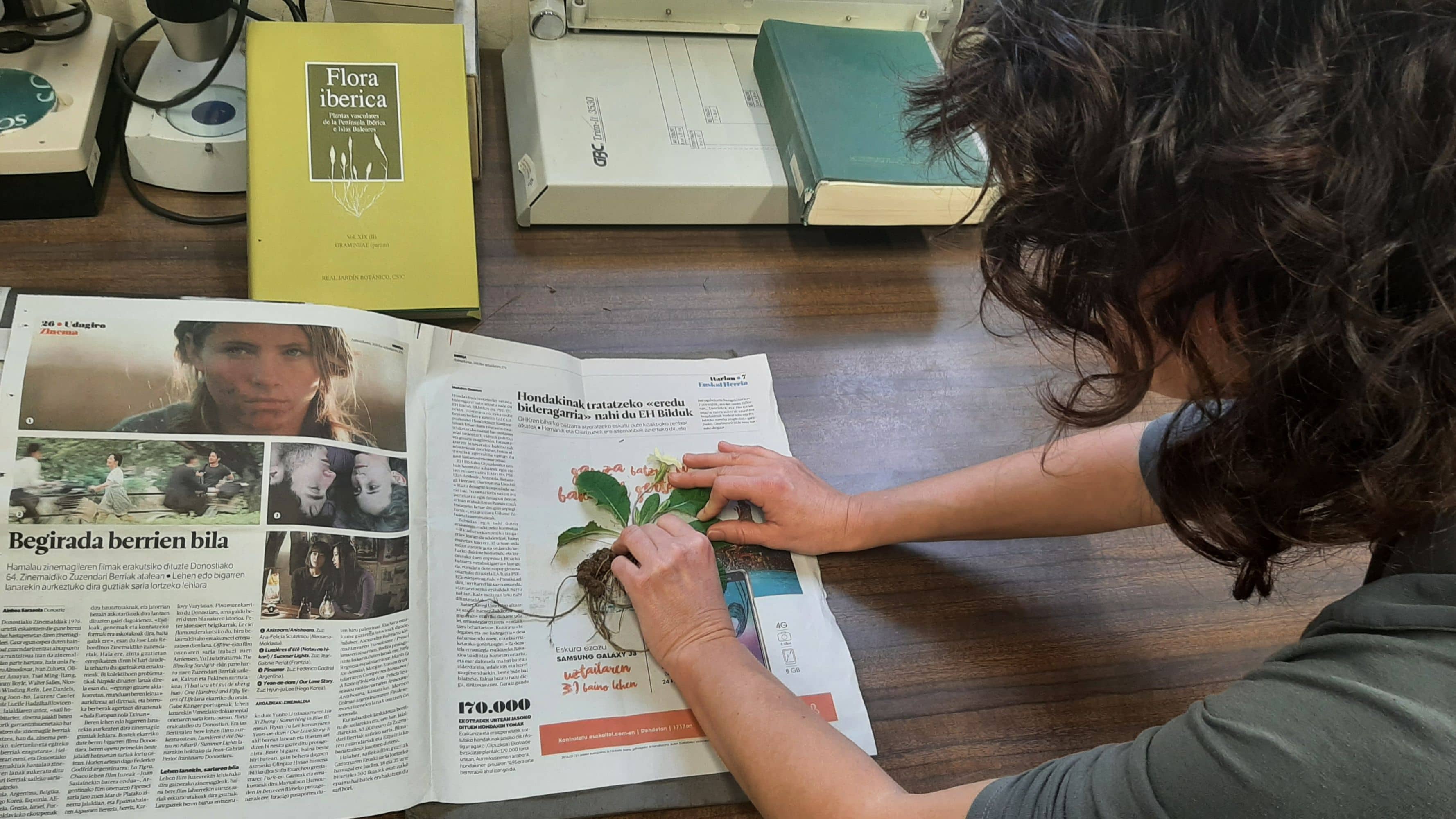 Las plantas se extienden y acondicionan sobre el pliego en el que se van a prensar.