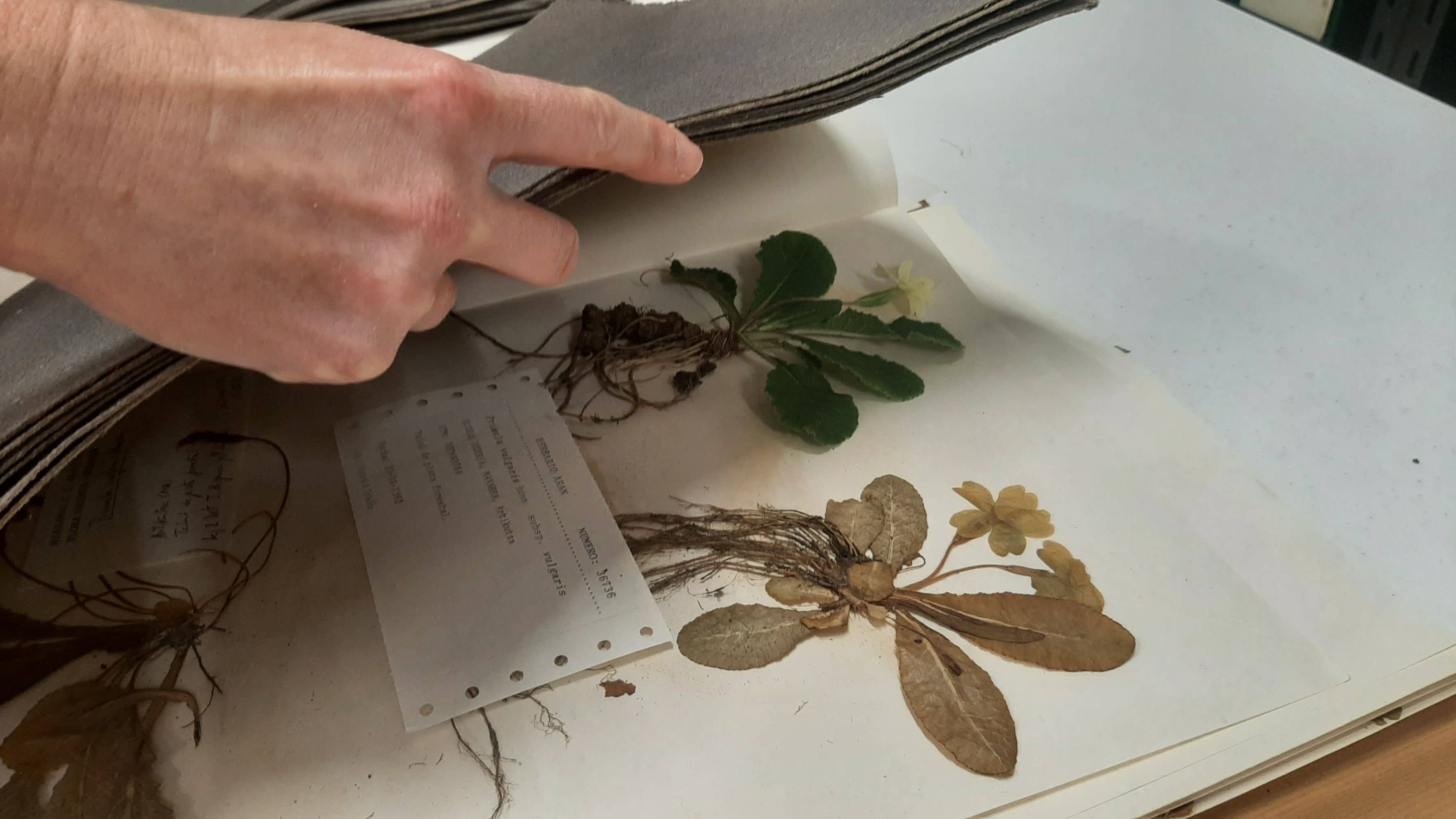 Las hojas de papel con planta se rodean con cojines absorbentes, o con un conjunto de hojas de periódico.