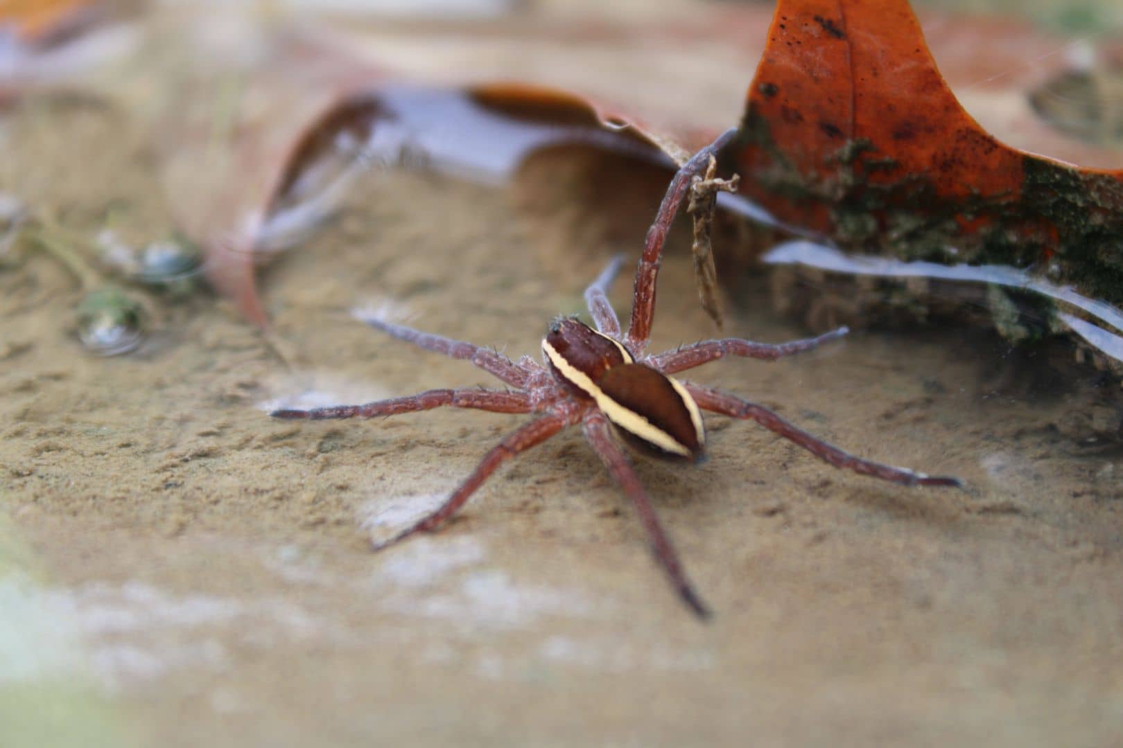 Araña pescadora.