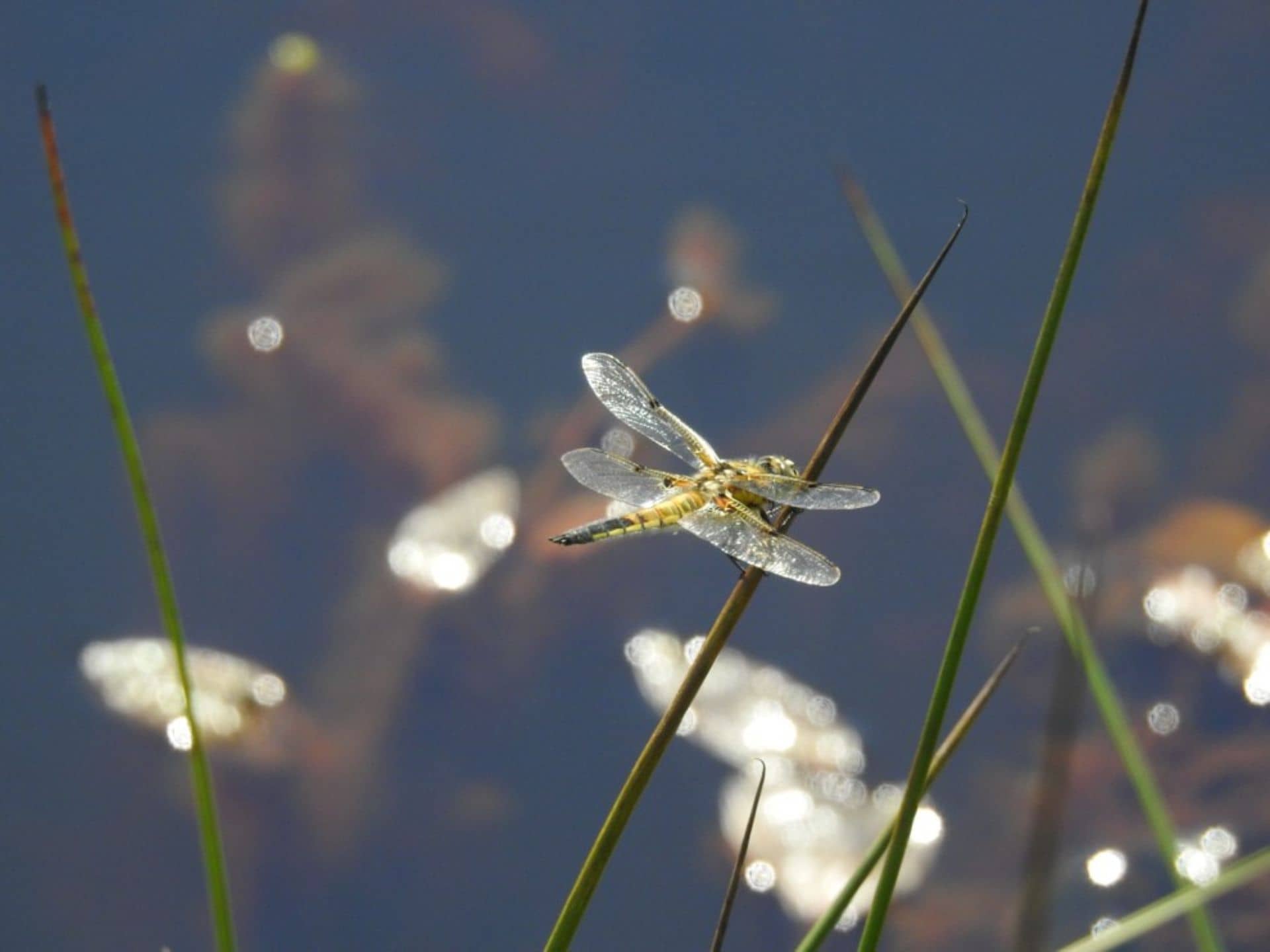 Libellula quadrimaculata