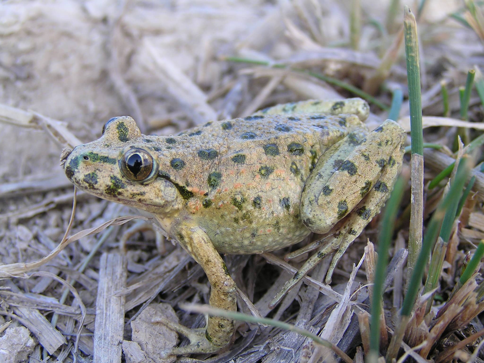 Sapillo pintojo