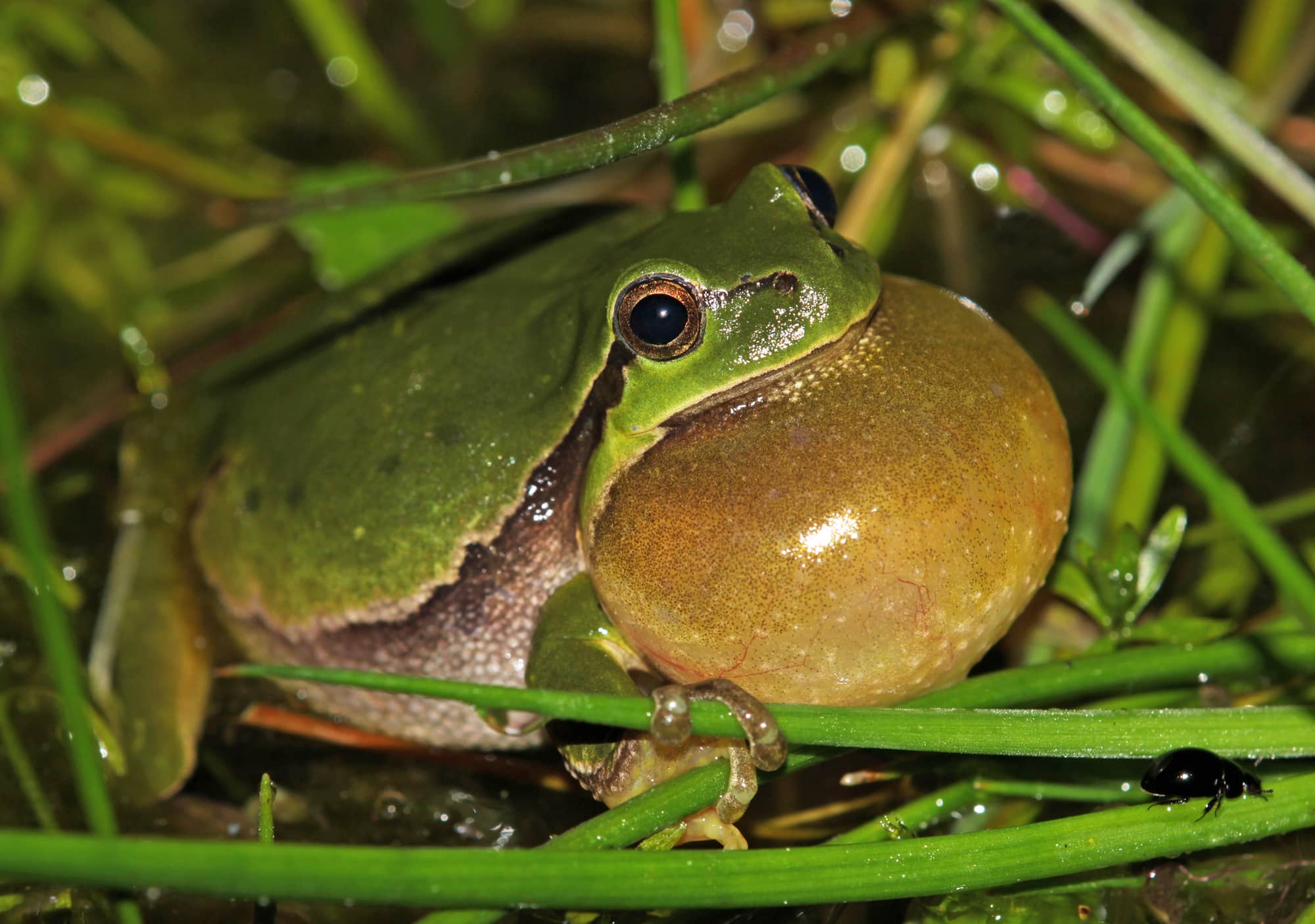 Ranita meridional