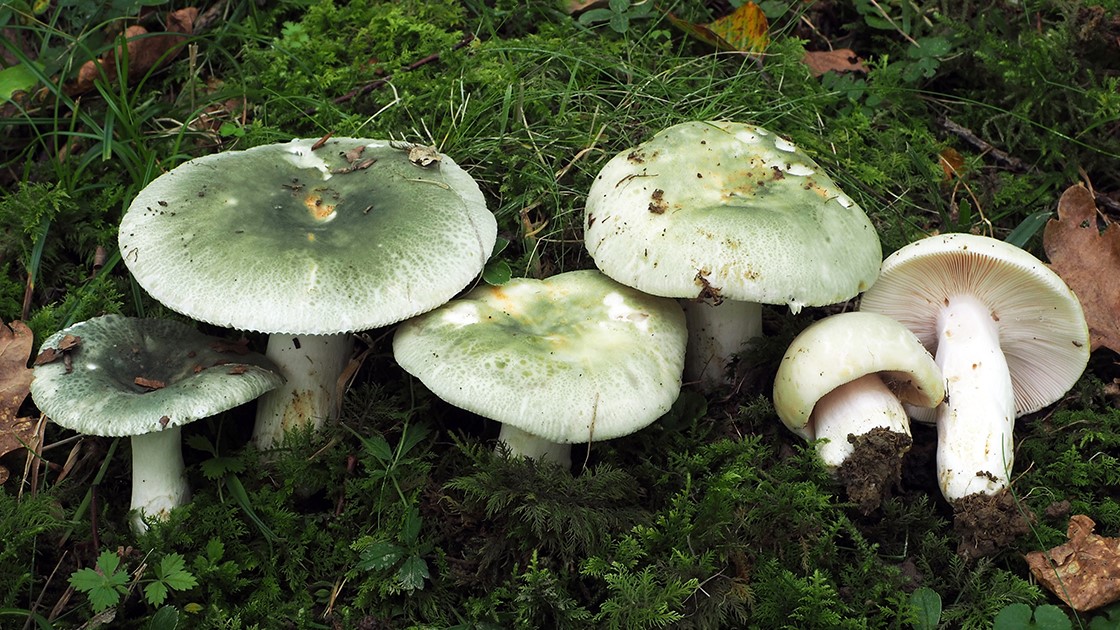 Russula virescens. Humus, robledal -Quercur robur-. Laurgain-Aia