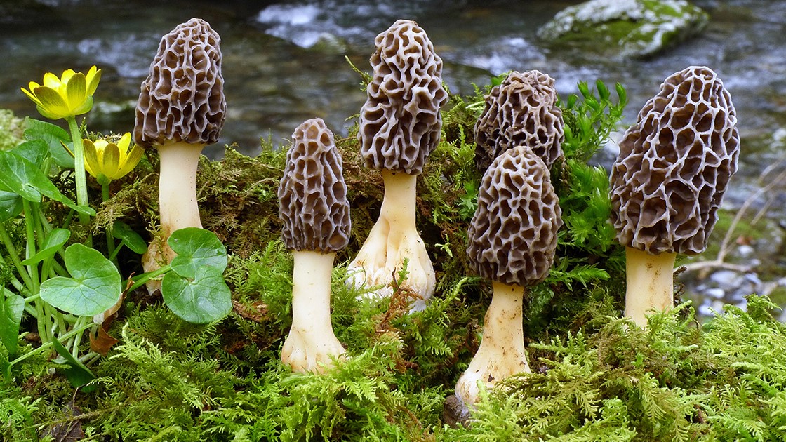 Morchella esculenta. Humus, bajo fresnos. Altzolarats erreka-Zestoa.