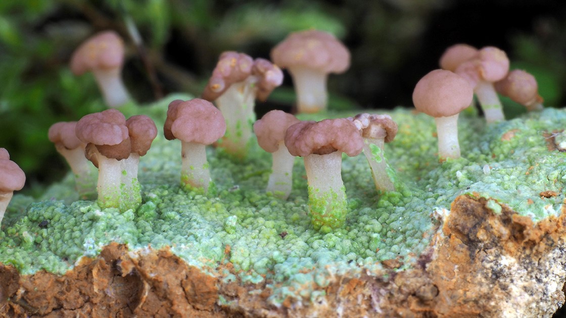 Baeomyces rufus. Substrato ácido, hayedo. Altzania-Urdalur