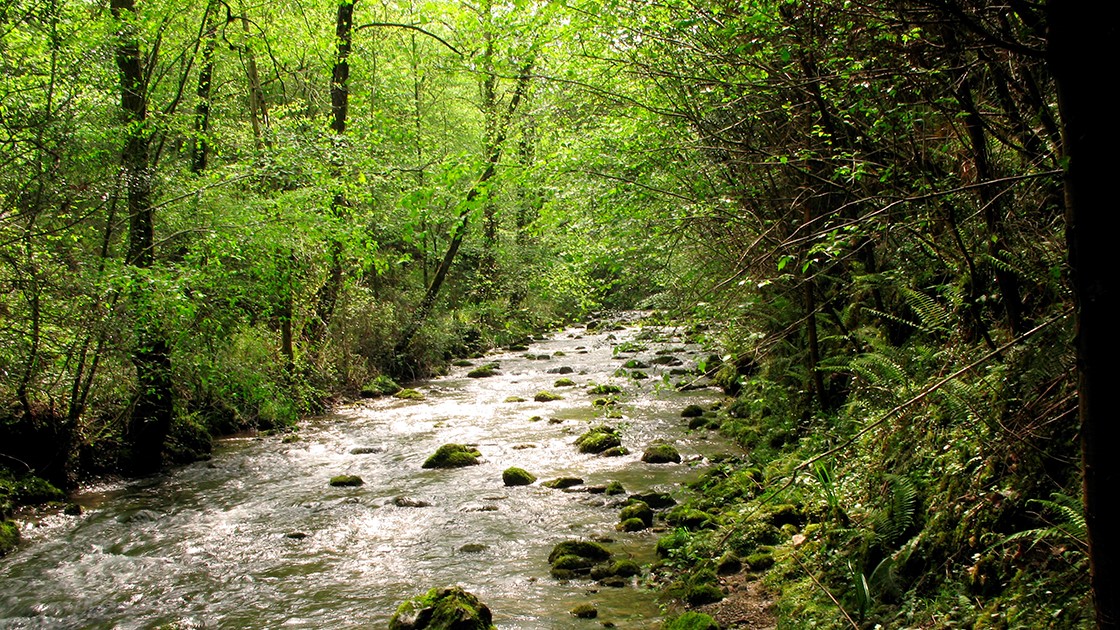 Bosques mixtos (Altzolarats erreka. Aia-Zestoa).