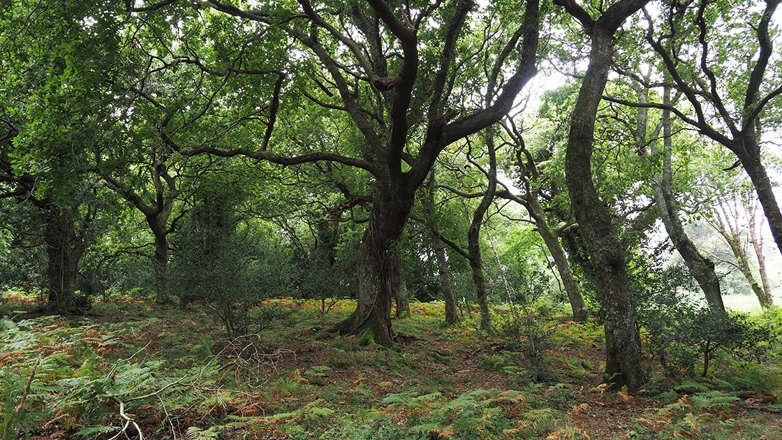 Bosque de robles (Laurgain - Aia).