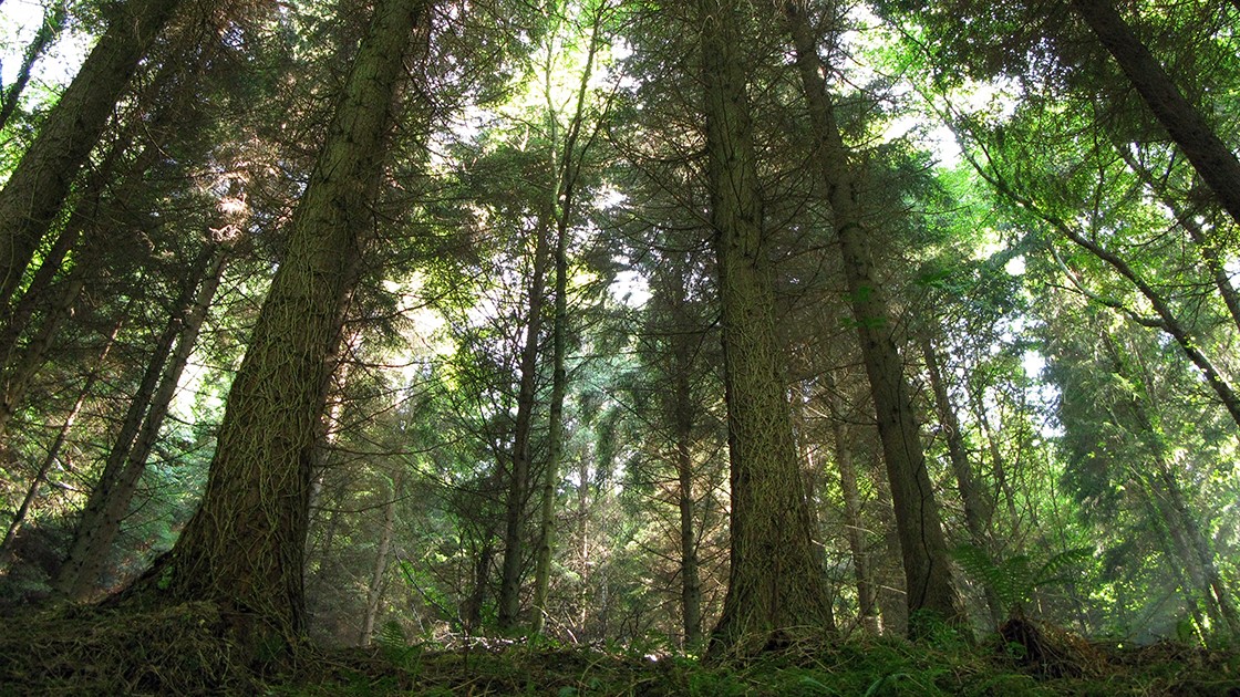 Bosque alóctono (Chamaecyparis lawsoniana, plantación. Aia).