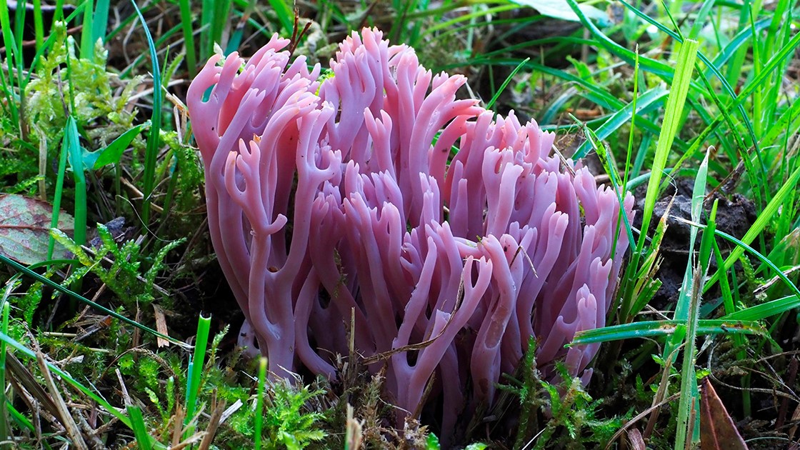 Clavaria violaceopulchra. Prado con musgo. San Anton - Getaria.