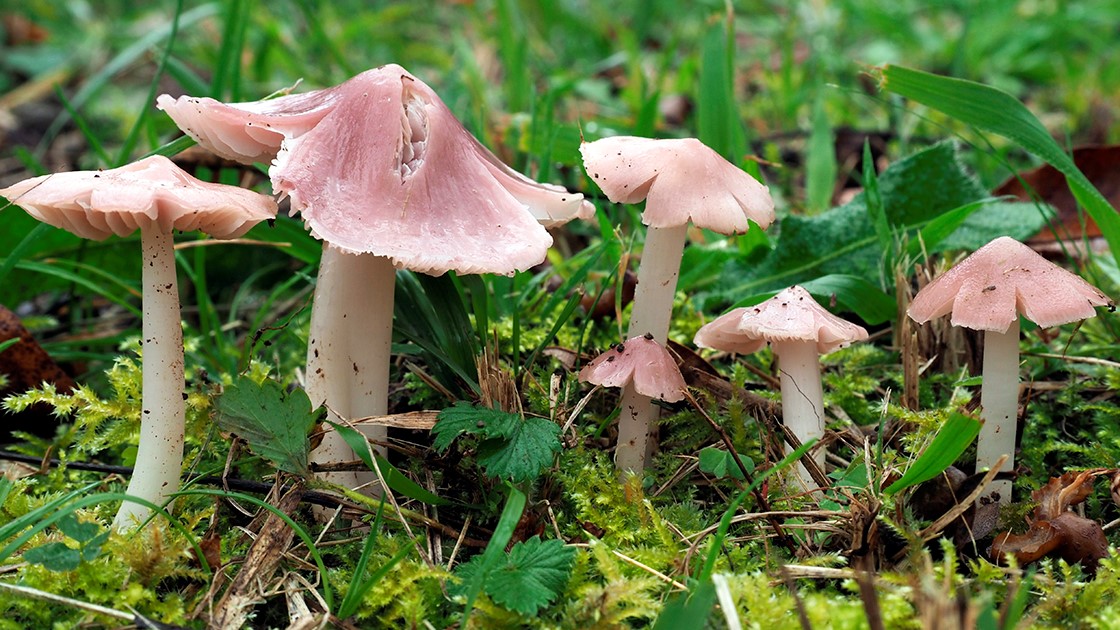 Porpolomopsis calyptriformis. Prado con musgo. Iturraran-Aia