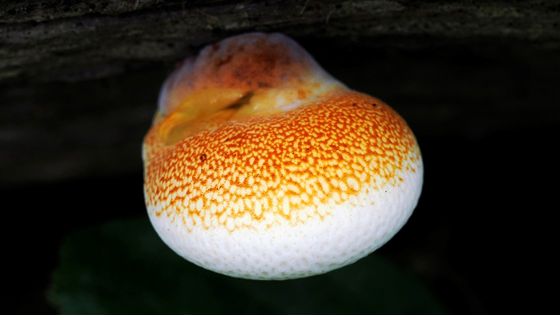 Fomitopsis pulvina. Madera de Quercus robur. Iturraran Aia