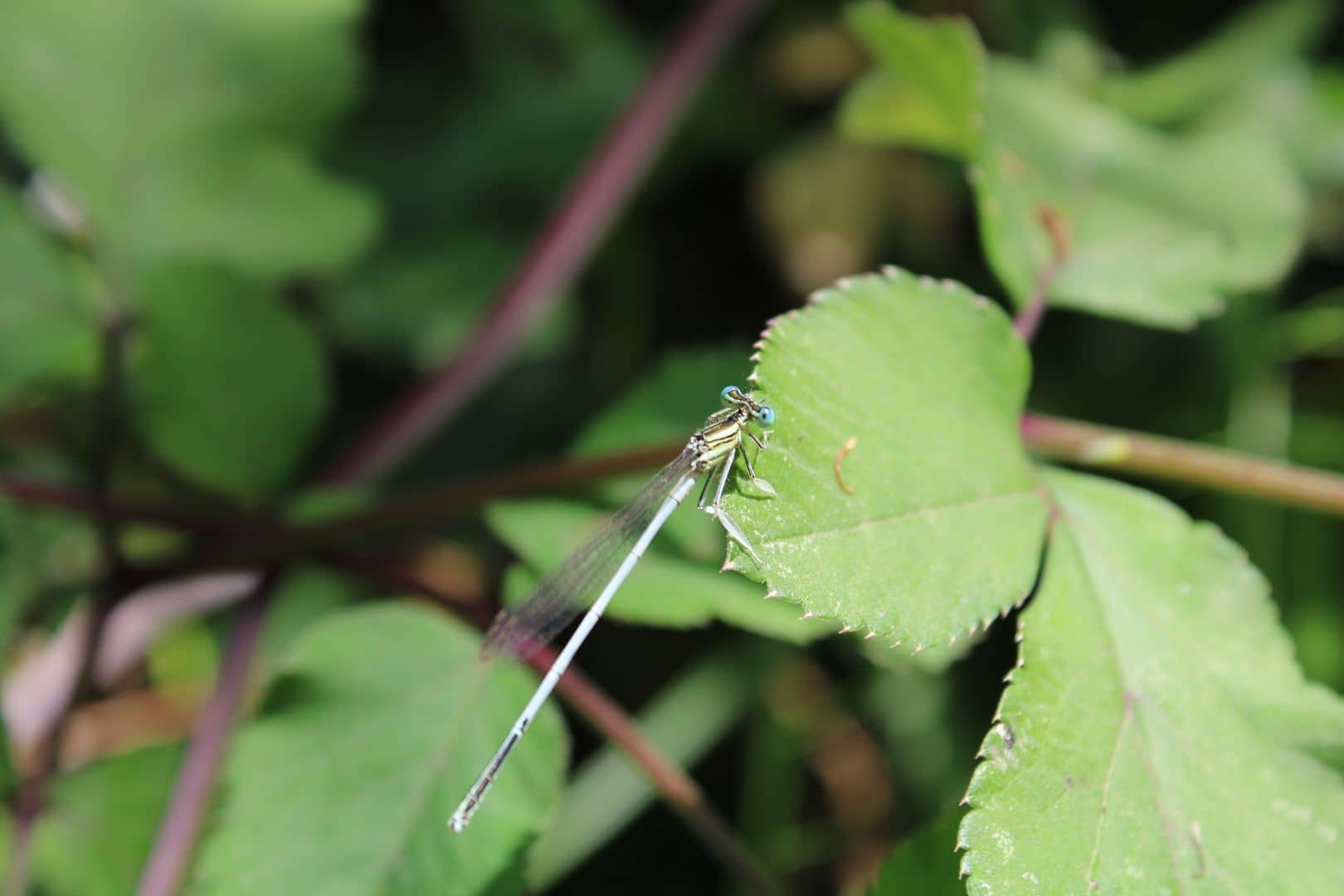 Platycnemis latipes