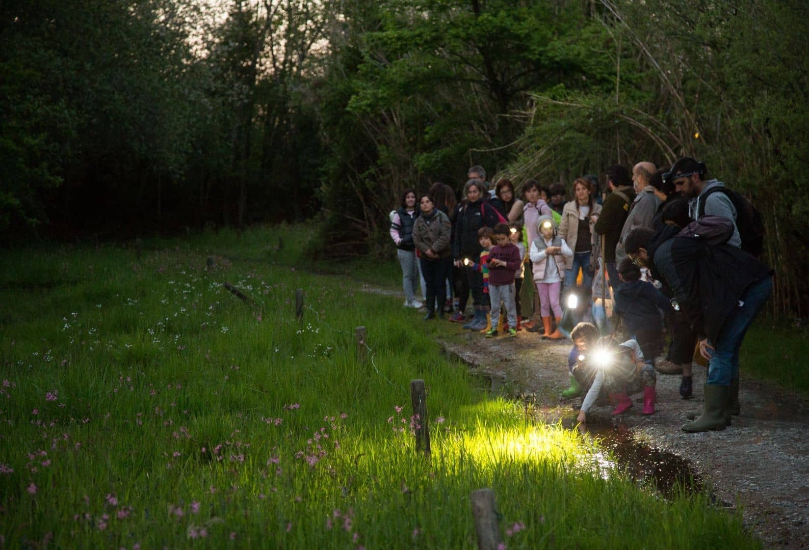 Aprendiendo en el bosque de noche.