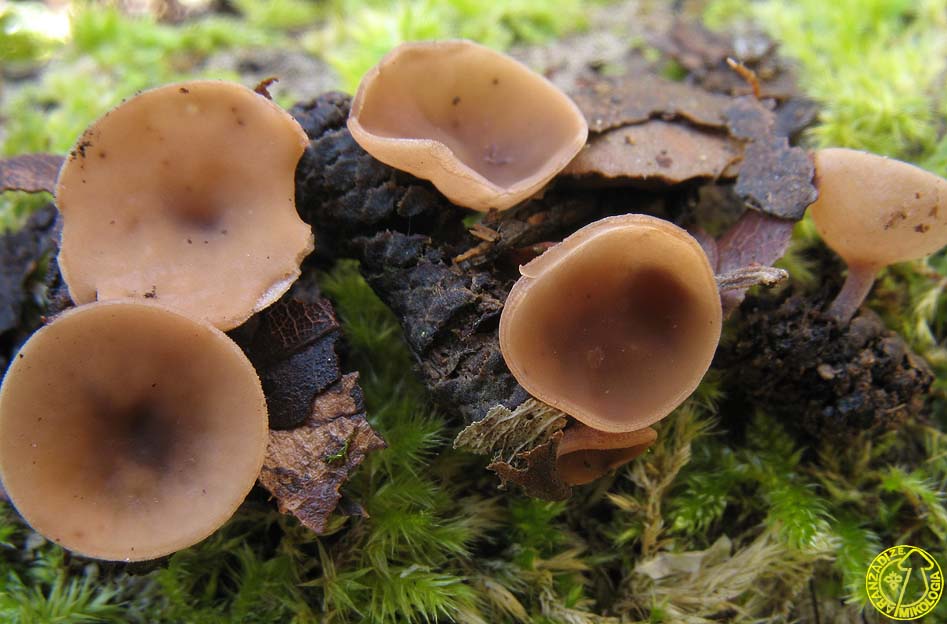 Ciboria coryli