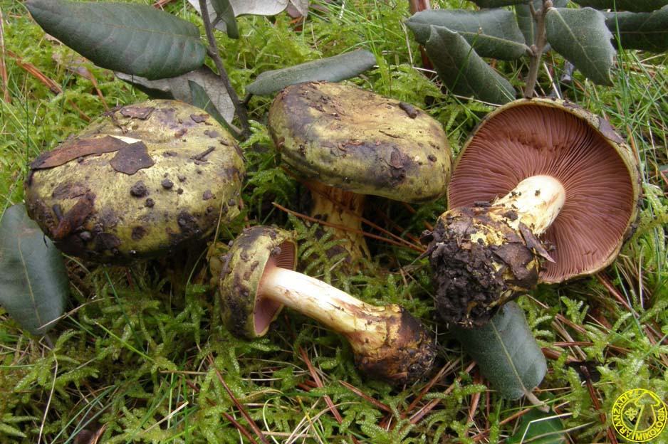 Cortinarius ionochlorus