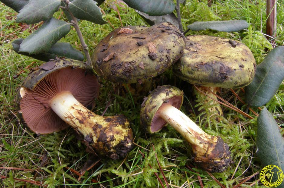 Cortinarius ionochlorus