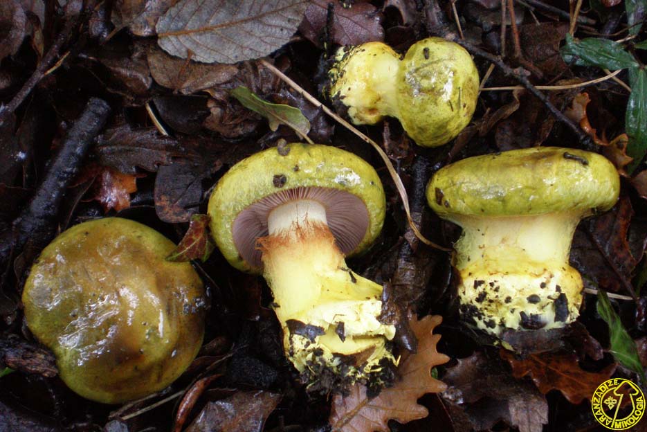 Cortinarius ionochlorus