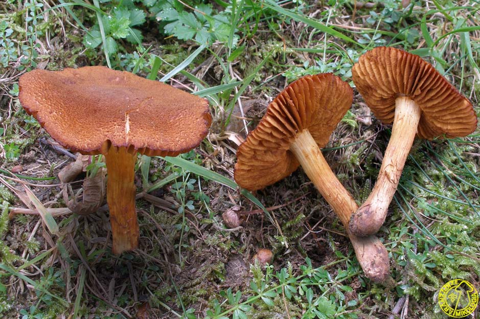 Cortinarius orellanus