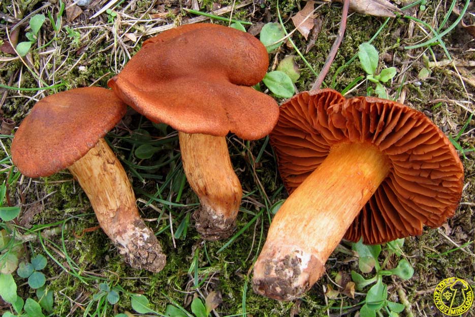 Cortinarius orellanus
