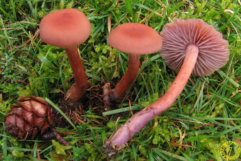 Laccaria bicolor