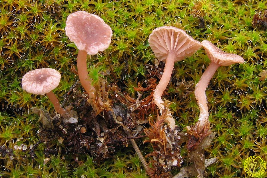 Omphalina lilacinicolor