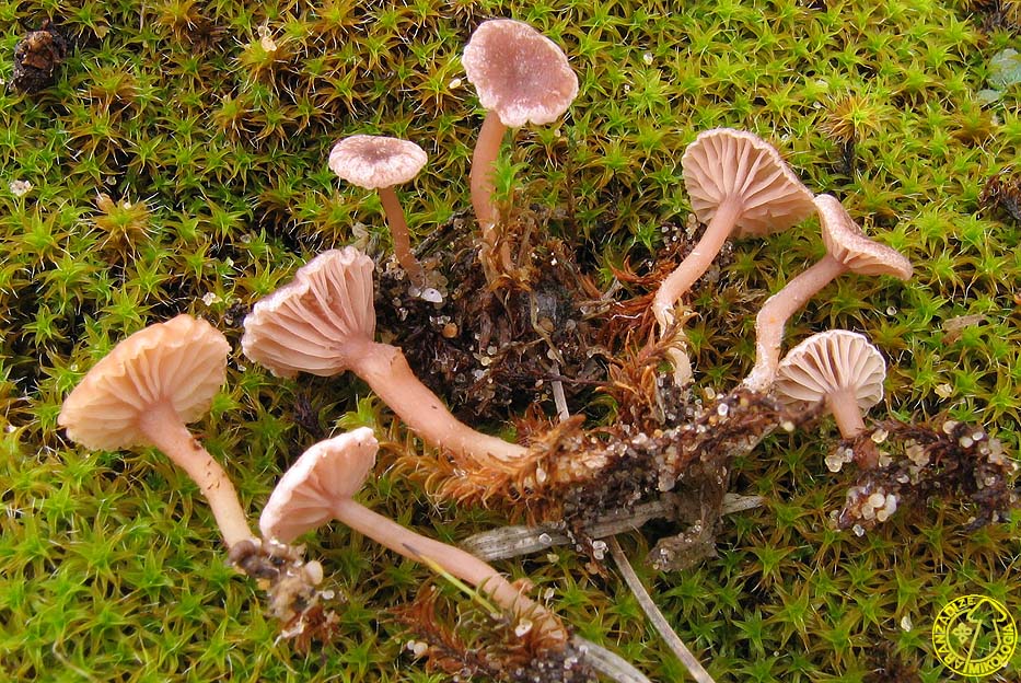 Omphalina lilacinicolor
