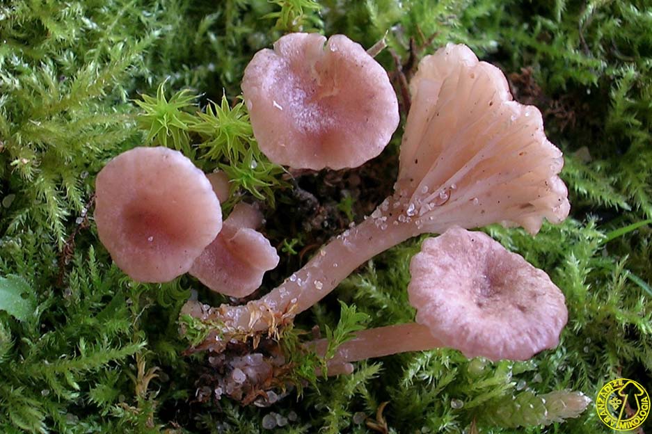 Omphalina lilacinicolor