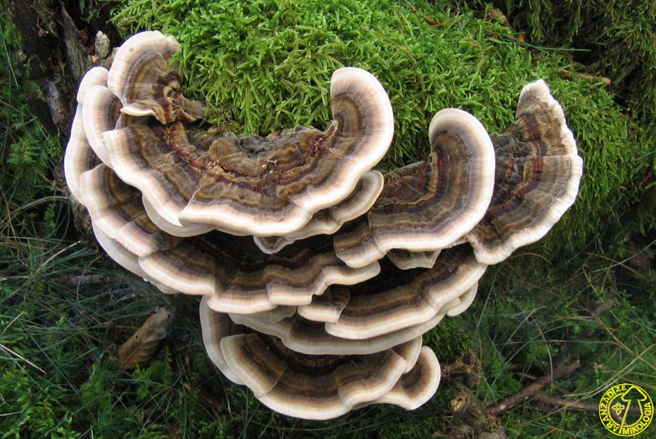 Trametes versicolor
