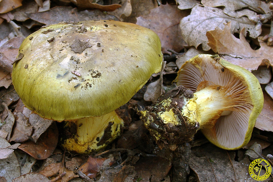 Cortinarius ionochlorus