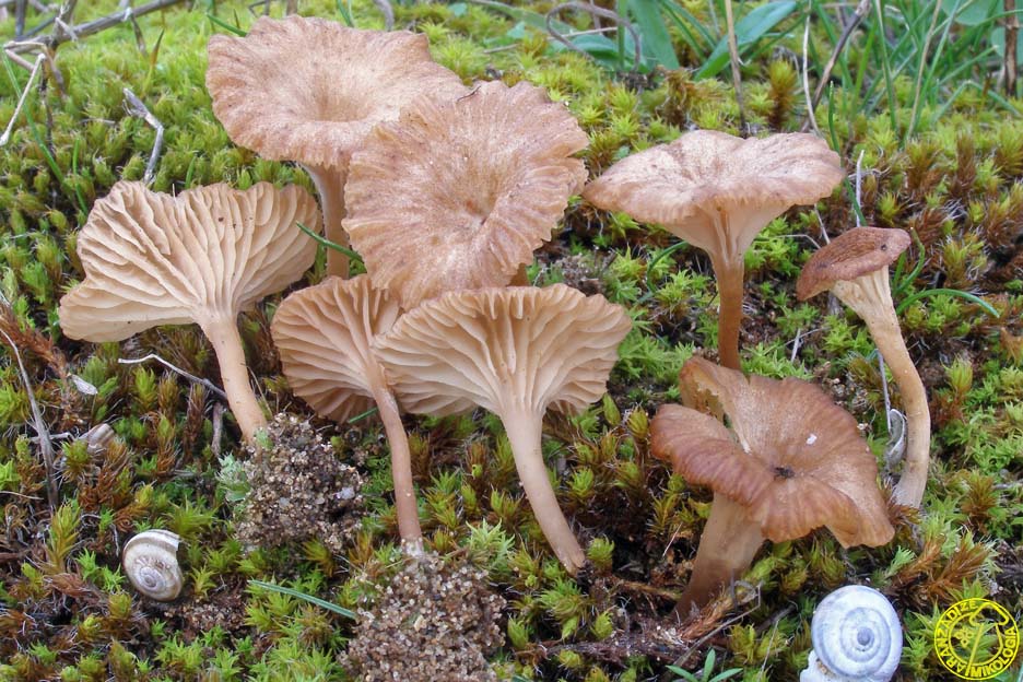 Omphalina galericolor