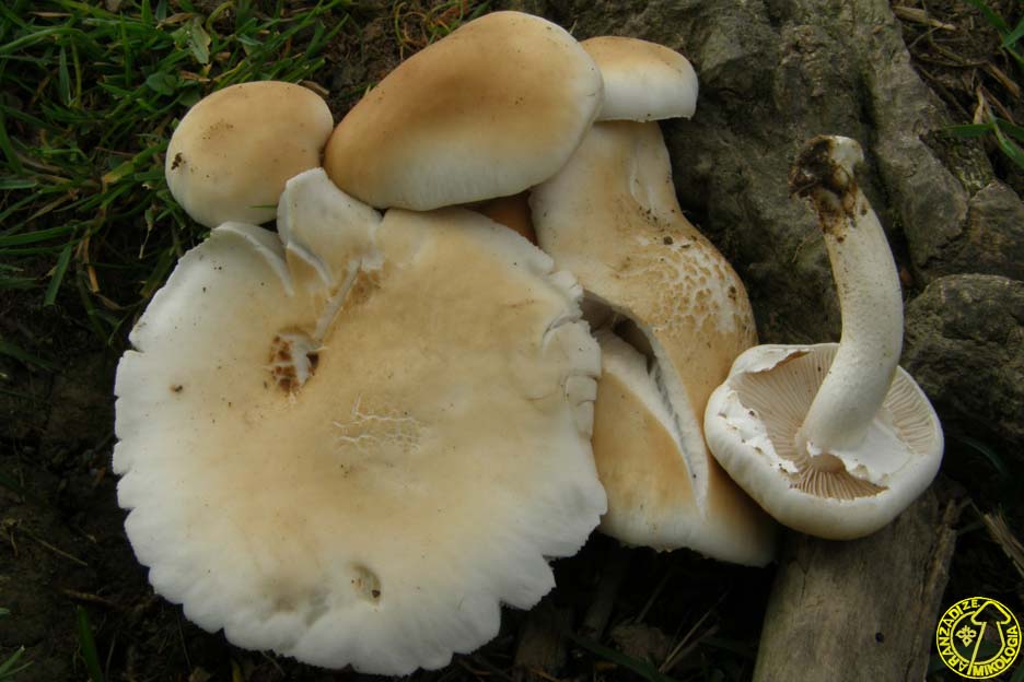 Agrocybe cylindracea