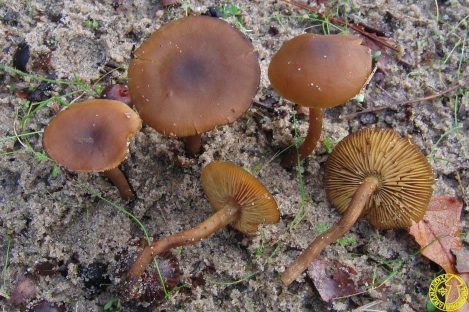 Callistosporium luteo-olivaceum