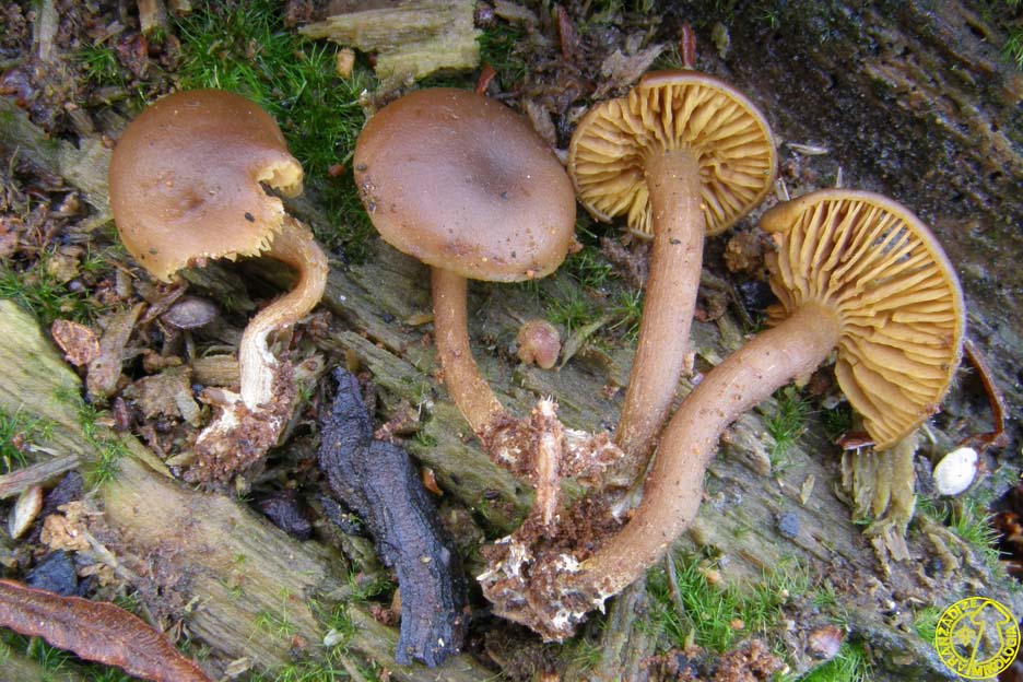 Callistosporium luteo-olivaceum
