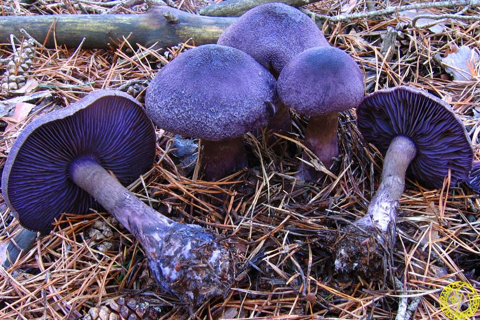 Cortinarius hercynicus