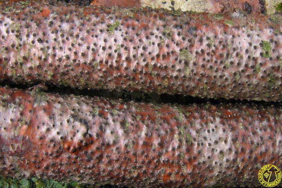 Eutypella quaternata