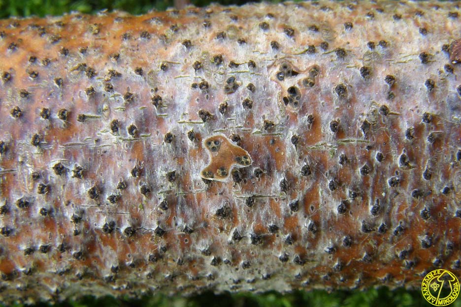 Eutypella quaternata