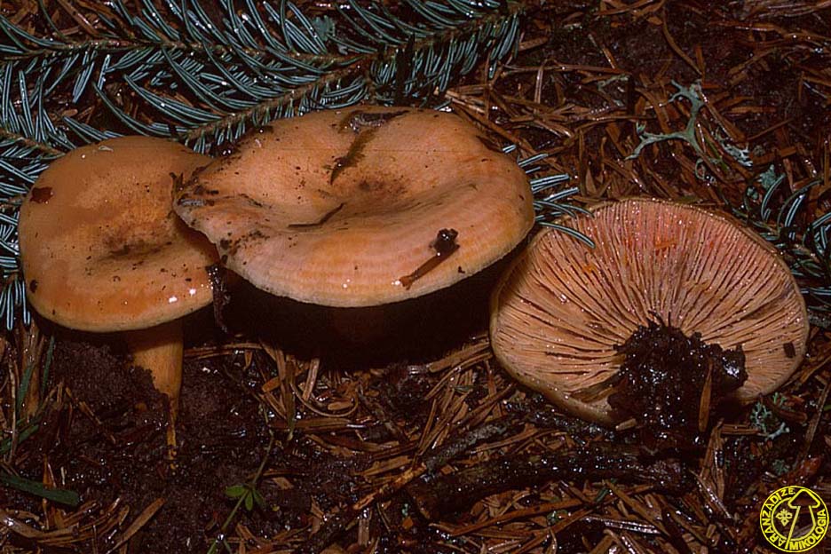 Lactarius salmonicolor
