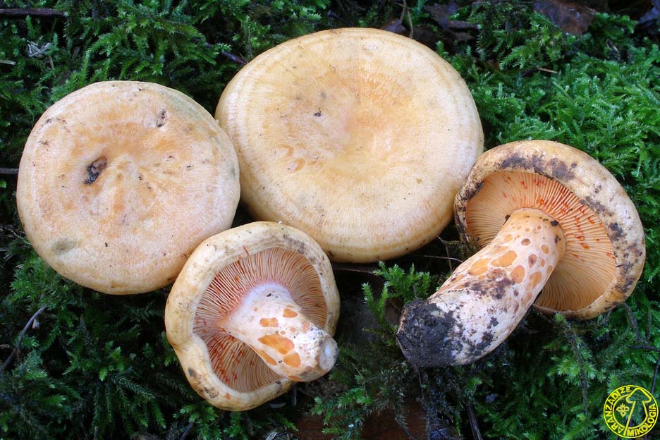 Lactarius salmonicolor