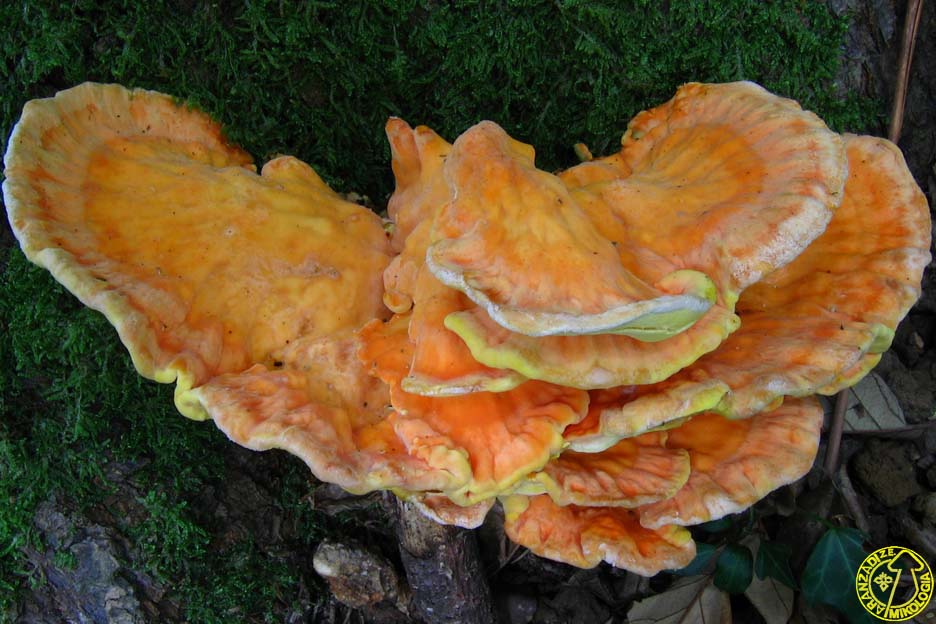 Laetiporus sulphureus