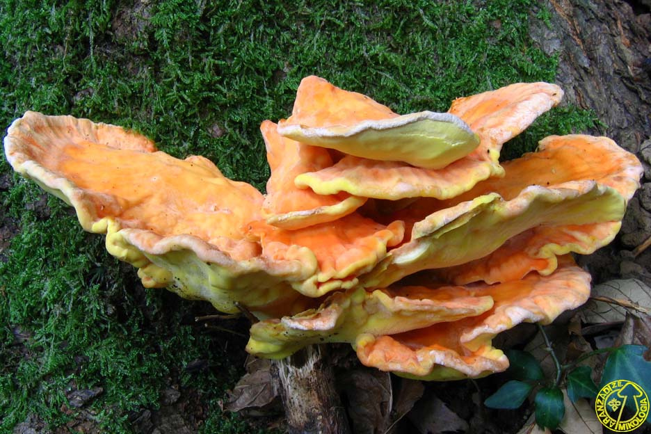 Laetiporus sulphureus