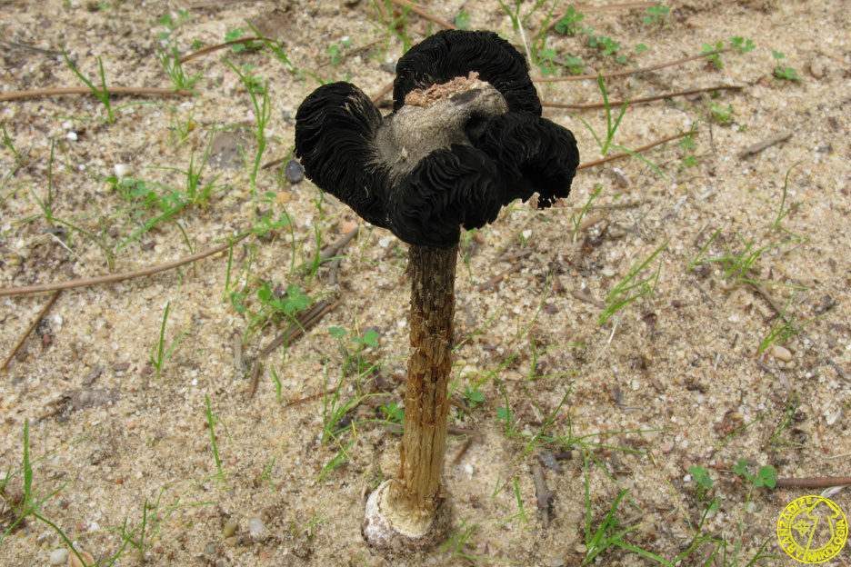 Montagnea candollei