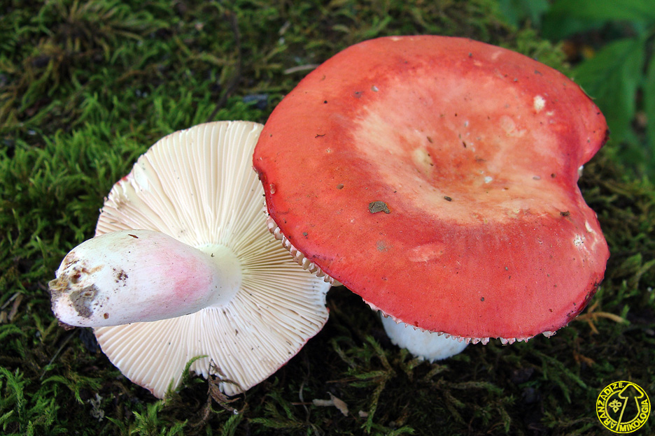 Russula lepidicolor