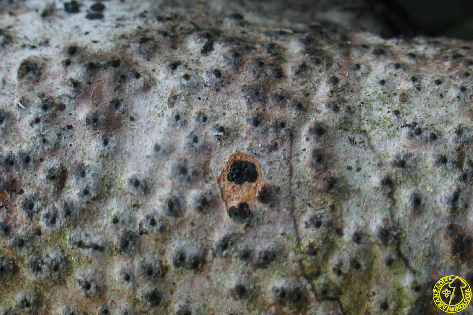 Anthostoma turgidum